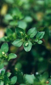 Preview wallpaper plant, green, macro, leaves, buds