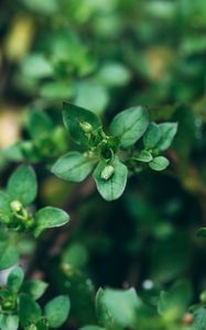Preview wallpaper plant, green, macro, leaves, buds