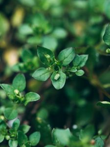 Preview wallpaper plant, green, macro, leaves, buds