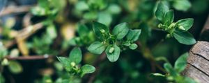 Preview wallpaper plant, green, macro, leaves, buds