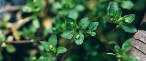 Preview wallpaper plant, green, macro, leaves, buds