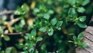 Preview wallpaper plant, green, macro, leaves, buds