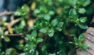 Preview wallpaper plant, green, macro, leaves, buds