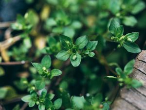 Preview wallpaper plant, green, macro, leaves, buds