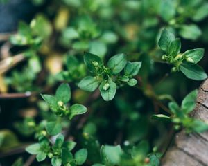 Preview wallpaper plant, green, macro, leaves, buds