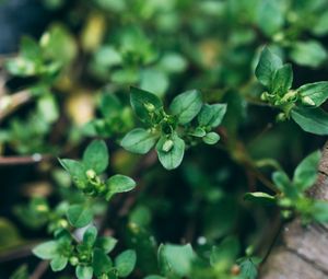 Preview wallpaper plant, green, macro, leaves, buds