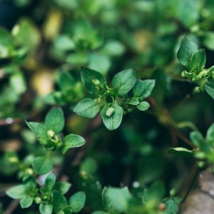 Preview wallpaper plant, green, macro, leaves, buds