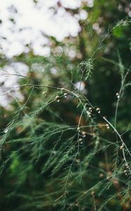 Preview wallpaper plant, green, wet, branches, drops