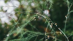 Preview wallpaper plant, green, wet, branches, drops