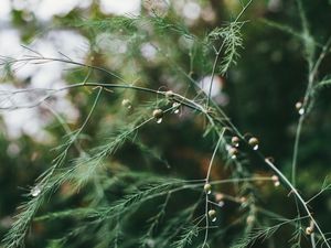 Preview wallpaper plant, green, wet, branches, drops