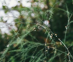 Preview wallpaper plant, green, wet, branches, drops