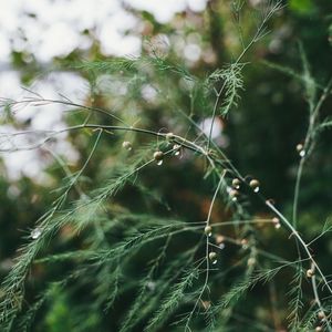 Preview wallpaper plant, green, wet, branches, drops