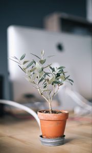 Preview wallpaper plant, indoor flower, domestic plant