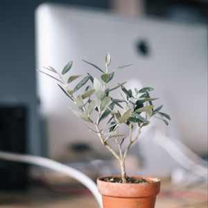 Preview wallpaper plant, indoor flower, domestic plant