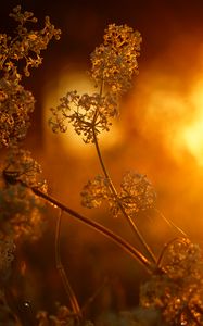 Preview wallpaper plant, inflorescence, light, macro