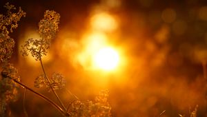 Preview wallpaper plant, inflorescence, light, macro