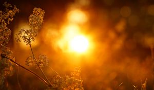 Preview wallpaper plant, inflorescence, light, macro