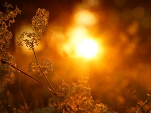 Preview wallpaper plant, inflorescence, light, macro