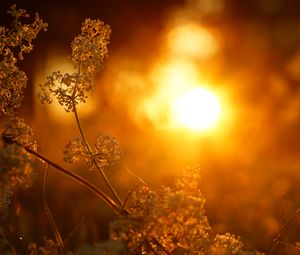 Preview wallpaper plant, inflorescence, light, macro