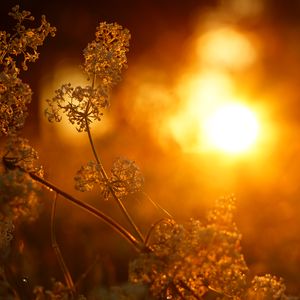 Preview wallpaper plant, inflorescence, light, macro