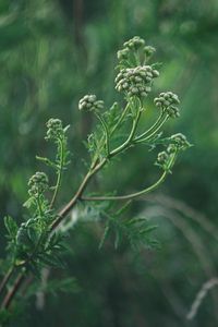 Preview wallpaper plant, inflorescences, buds, green, macro