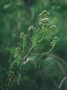 Preview wallpaper plant, inflorescences, buds, green, macro