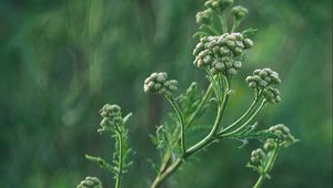 Preview wallpaper plant, inflorescences, buds, green, macro