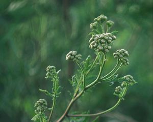 Preview wallpaper plant, inflorescences, buds, green, macro