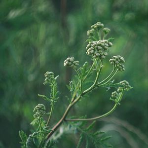 Preview wallpaper plant, inflorescences, buds, green, macro