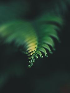 Preview wallpaper plant, leaf, carved, blur, green