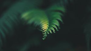 Preview wallpaper plant, leaf, carved, blur, green