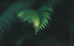 Preview wallpaper plant, leaf, carved, blur, green