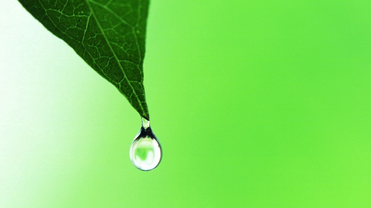 Wallpaper plant, leaf, drop