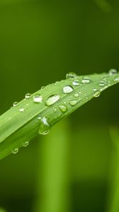 Preview wallpaper plant, leaf, drops, macro, green