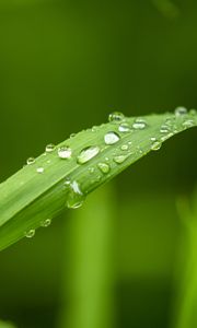Preview wallpaper plant, leaf, drops, macro, green