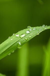 Preview wallpaper plant, leaf, drops, macro, green