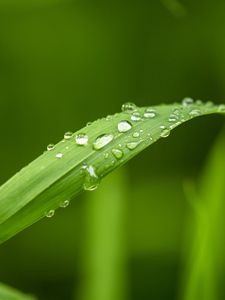Preview wallpaper plant, leaf, drops, macro, green