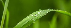 Preview wallpaper plant, leaf, drops, macro, green