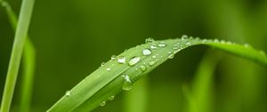 Preview wallpaper plant, leaf, drops, macro, green