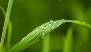 Preview wallpaper plant, leaf, drops, macro, green