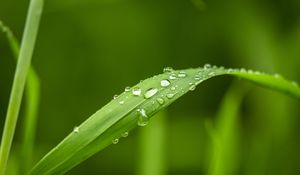 Preview wallpaper plant, leaf, drops, macro, green
