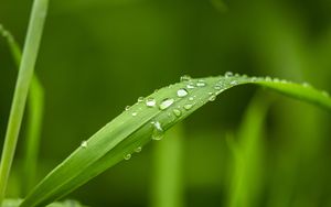 Preview wallpaper plant, leaf, drops, macro, green