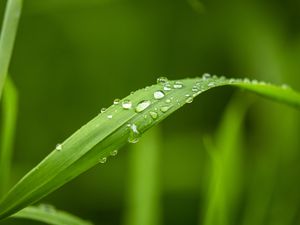Preview wallpaper plant, leaf, drops, macro, green