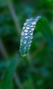 Preview wallpaper plant, leaf, drops, blur, macro, green