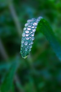 Preview wallpaper plant, leaf, drops, blur, macro, green