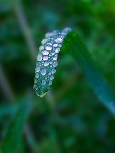 Preview wallpaper plant, leaf, drops, blur, macro, green