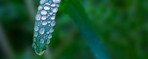 Preview wallpaper plant, leaf, drops, blur, macro, green