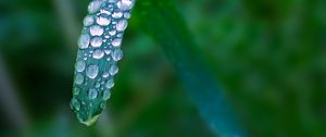 Preview wallpaper plant, leaf, drops, blur, macro, green