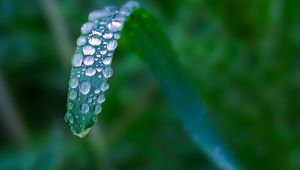 Preview wallpaper plant, leaf, drops, blur, macro, green