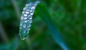 Preview wallpaper plant, leaf, drops, blur, macro, green